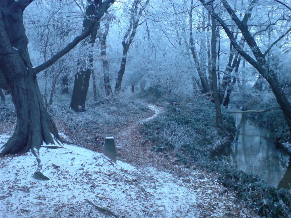 Previous morning in the winter forest