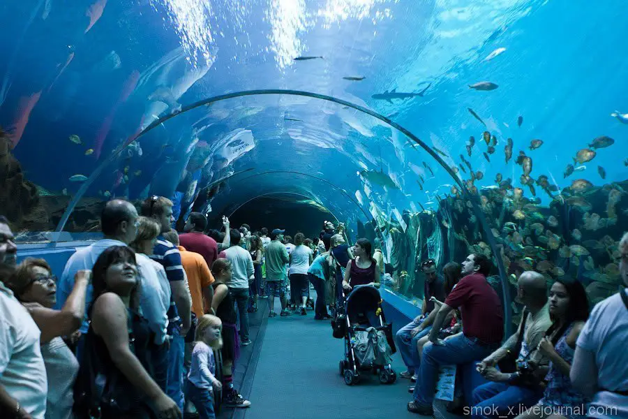 GEORGIA AQUARIUM
