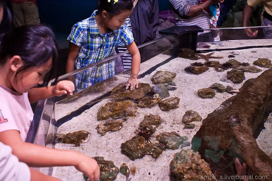 GEORGIA AQUARIUM