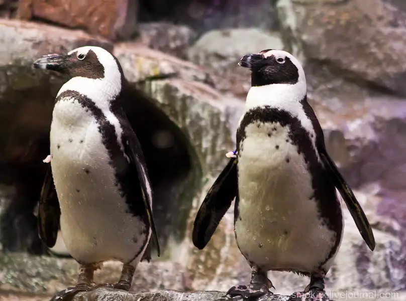 GEORGIA AQUARIUM