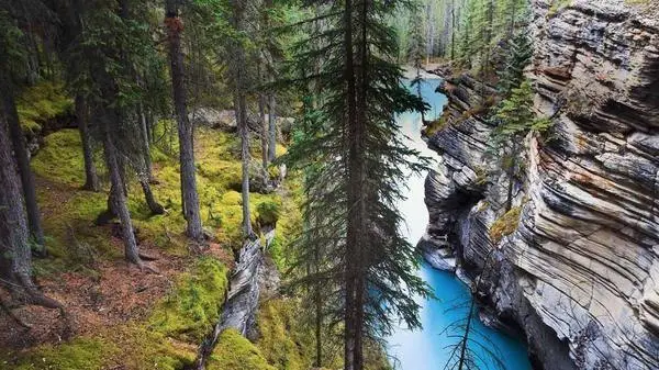 The Athabasca River, Alberta
