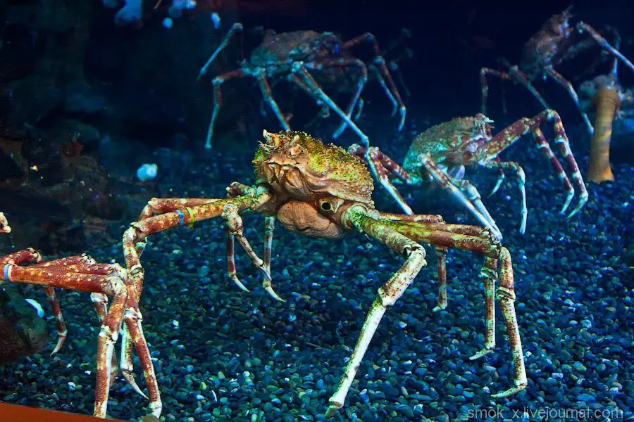 GEORGIA AQUARIUM
