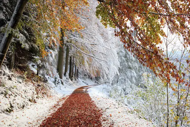 The first snow in the forest, Bavaria
