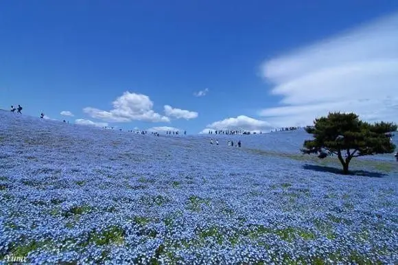 Весна в парке Хитачи