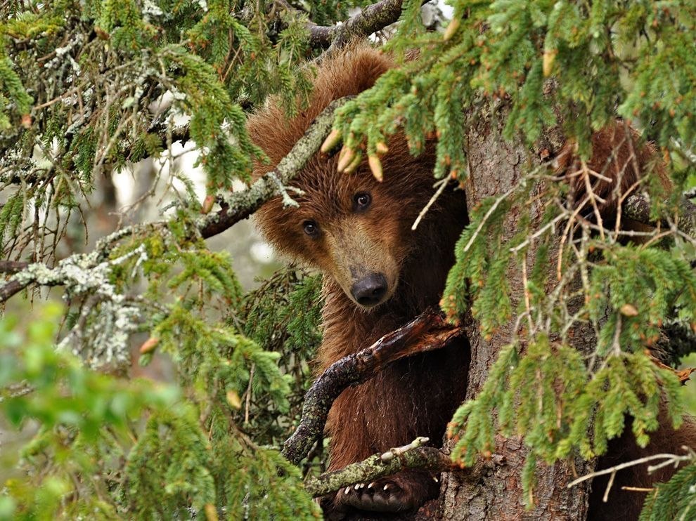 Любопытный медведь в Алтайском заповеднике, Россия