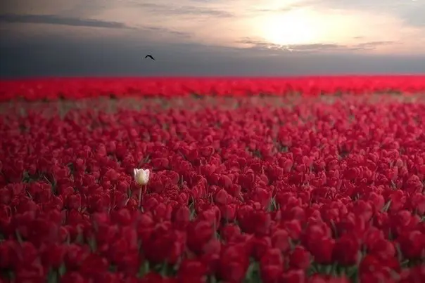 On the field of tulips in the province of Alberta, Canada