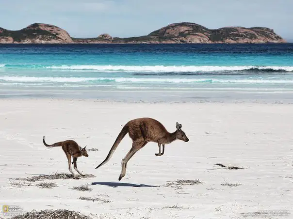 Kangaroo family on the beach at Cape Le Grand, Australia