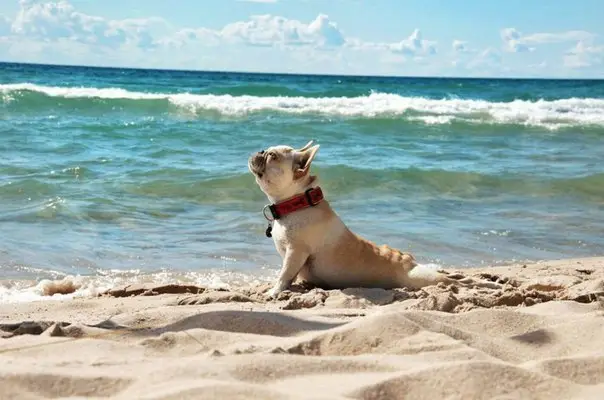 A dog on the beach, California, USA