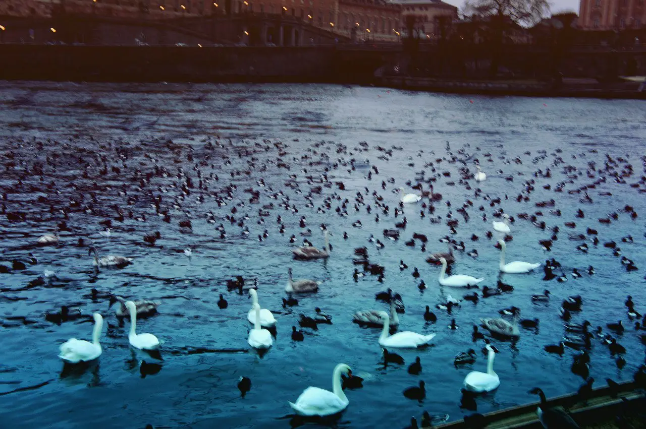 Swans, the Baltic Sea and the embankment near the Royal Palace