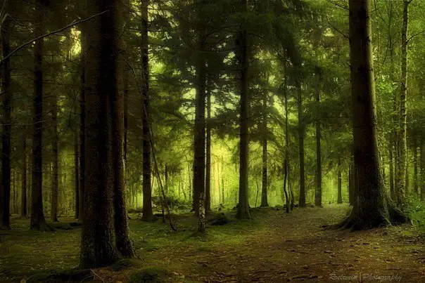 Forest in Bavaria, Germany