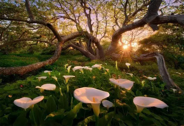 Flowers in a park in California, USA.