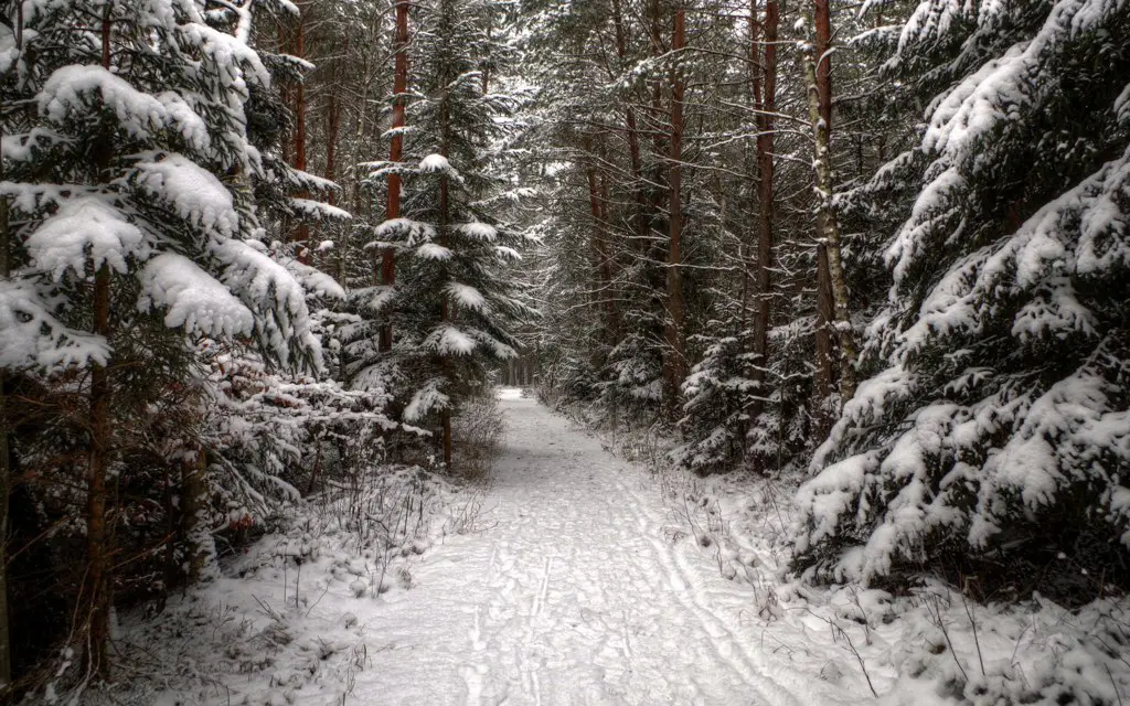 Road in the winter forest, Russia
