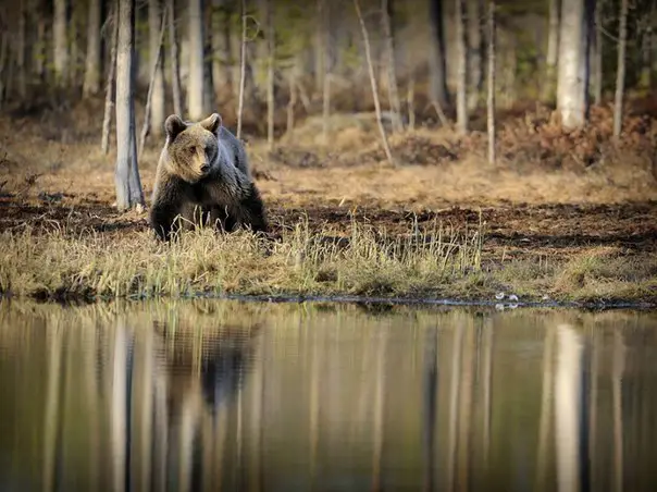 Bear near the river, Finland