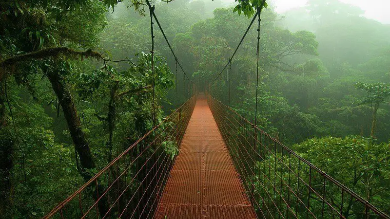 Bridge in the Amazon, Brazil