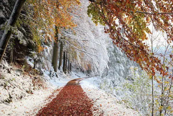 The first snow in the forest, Bavaria, Germany