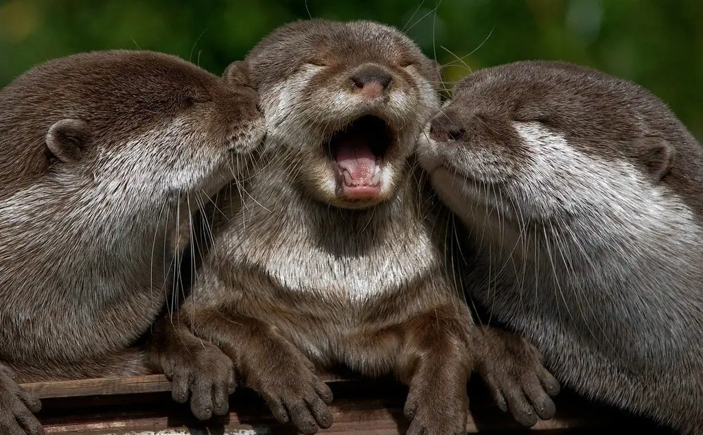 Little cute otters, Canada