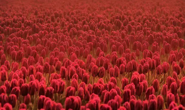 Amazing field of red tulips, Netherlands