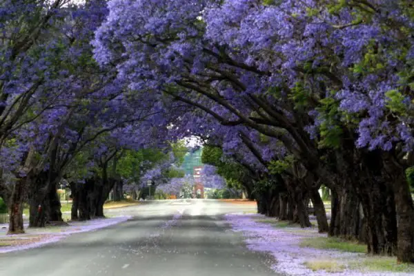 Jakaranda Flowering in Sydney Street, Australia