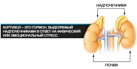 Cortisol