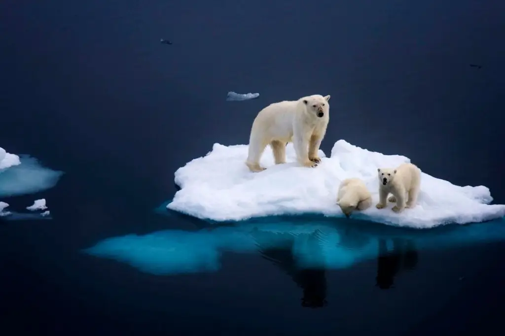 Family of polar bears on an ice floe, Norway