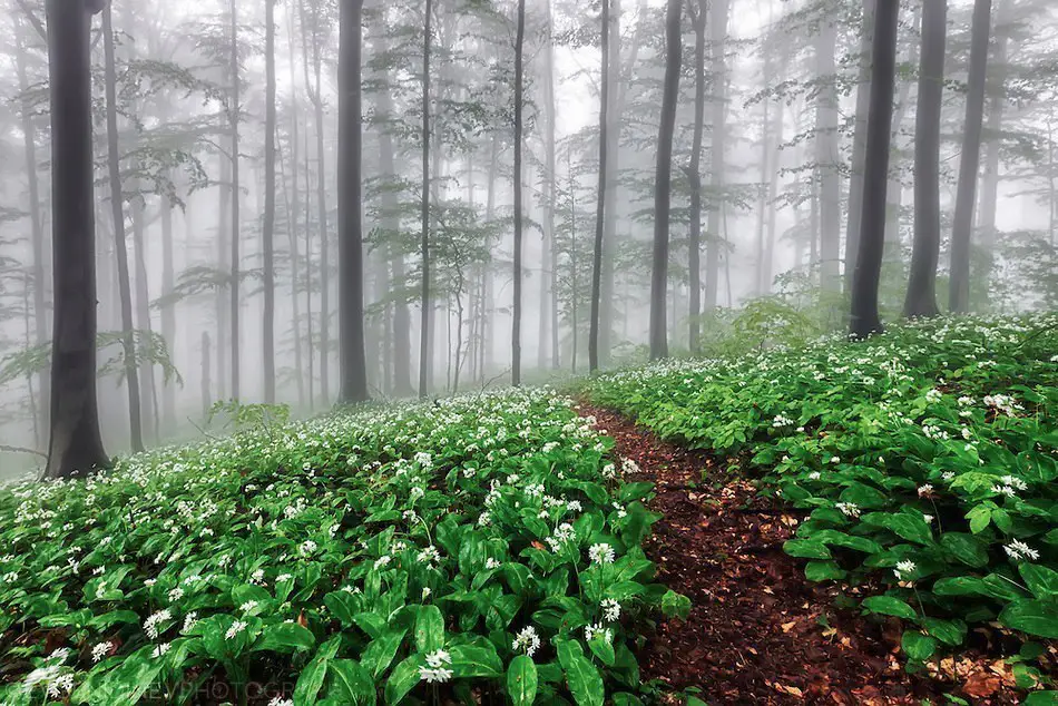 Forest in the Balkan Mountains, Bulgaria
