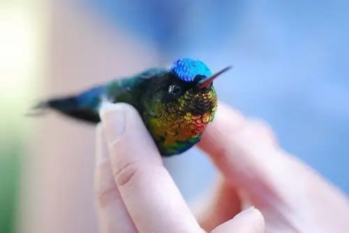 A wonderful bird!