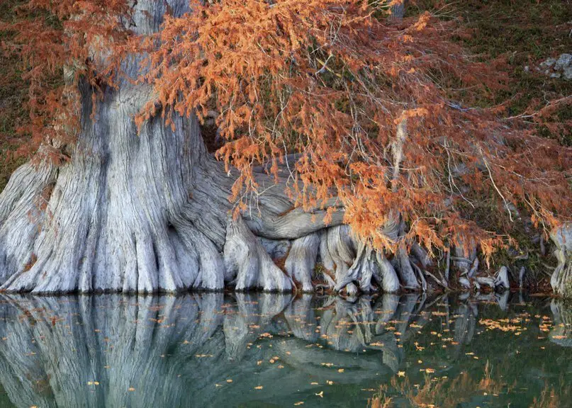Tree on the shore of a lake, Texas, USA