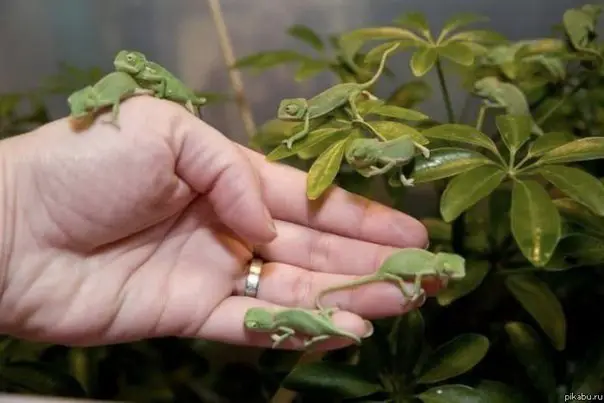 Young chameleons, Madagascar