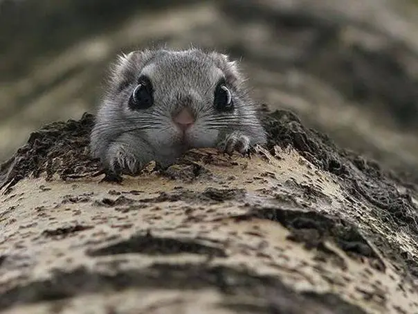 Momonga in duplicate, Japan