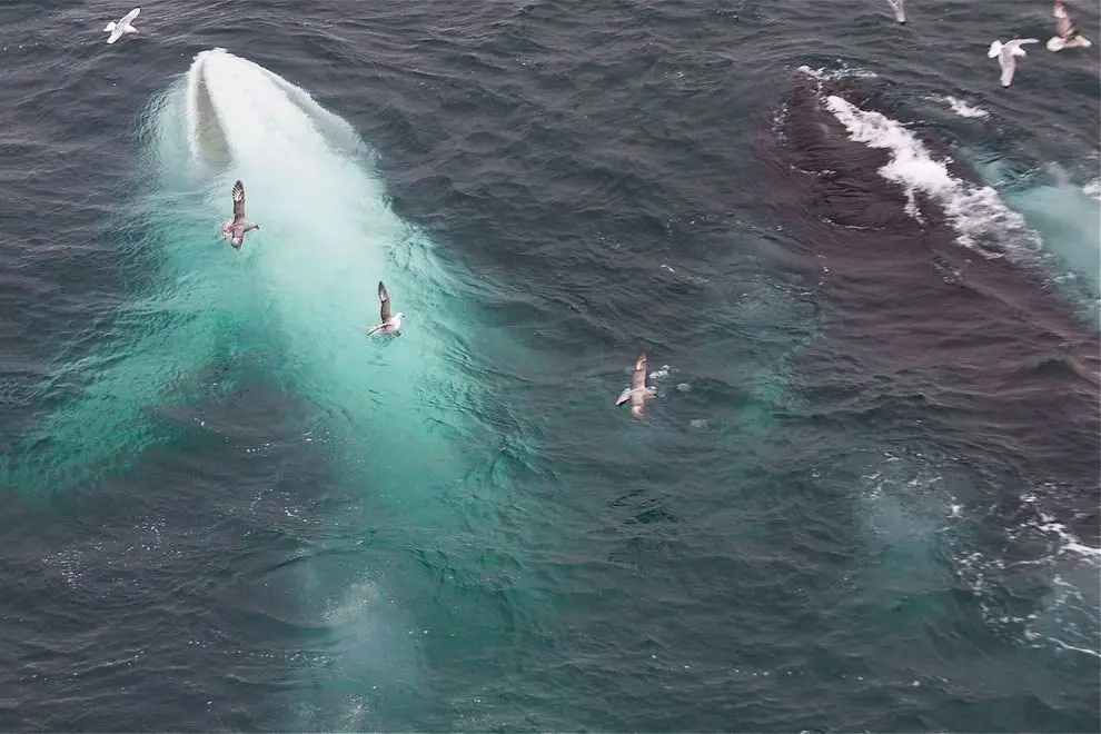 White whale off the coast of Spitsbergen, Norway
