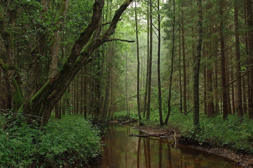 Река в лесу, Эстония