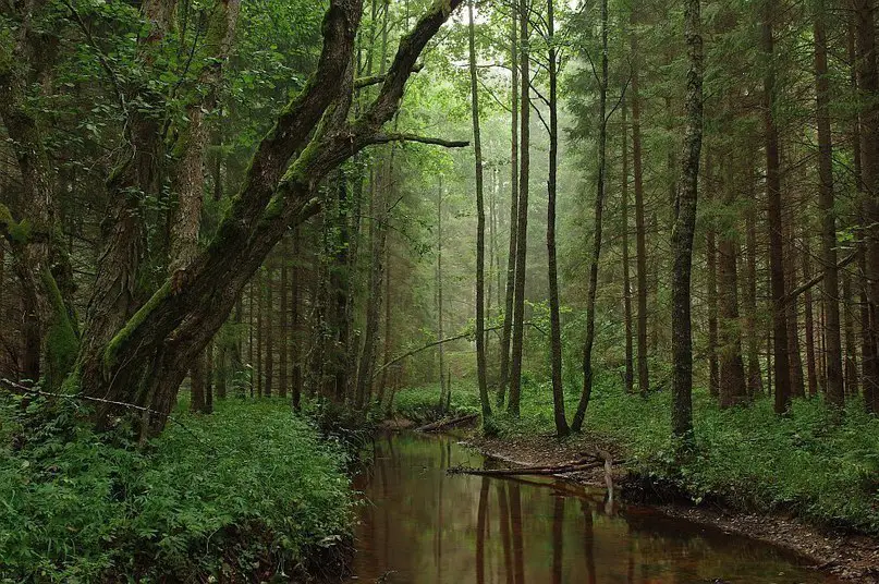 River in the forest, Estonia