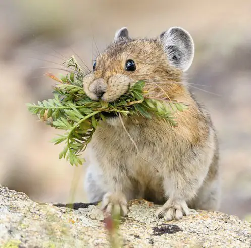 American pika or pea with a bunch of grass