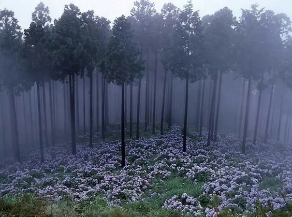 Morning Forest, Japan