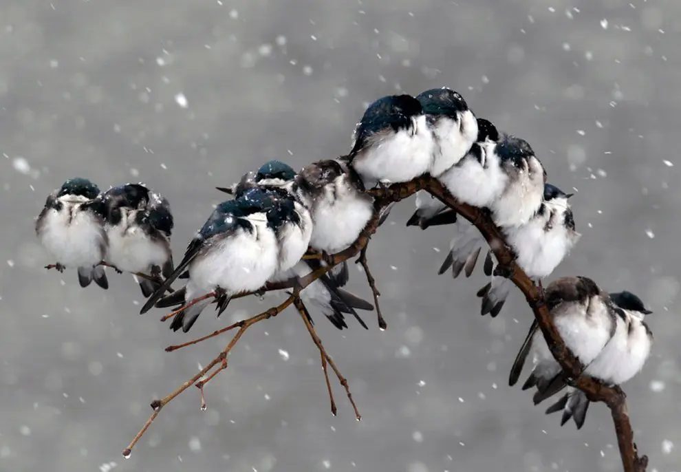 Birds sit on a branch during a snowstorm in Pembroke