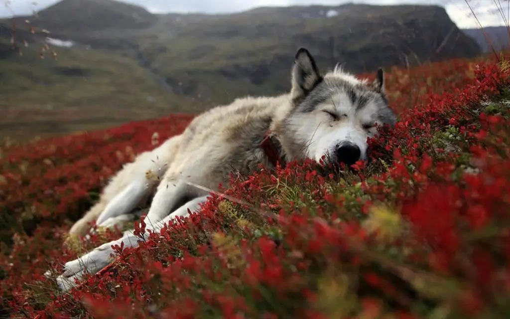 The dog lies on the spring land, Alaska, USA