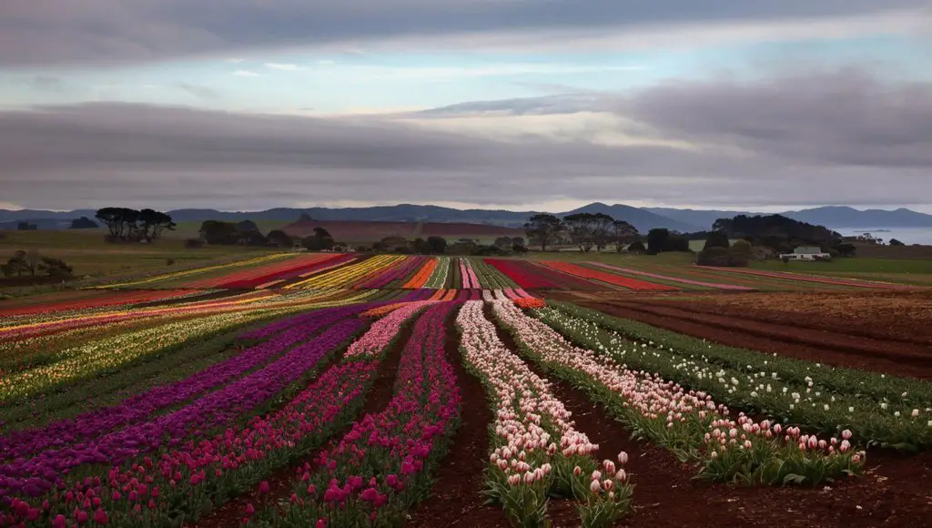 Tulip Field, Tasmania Island, Australia