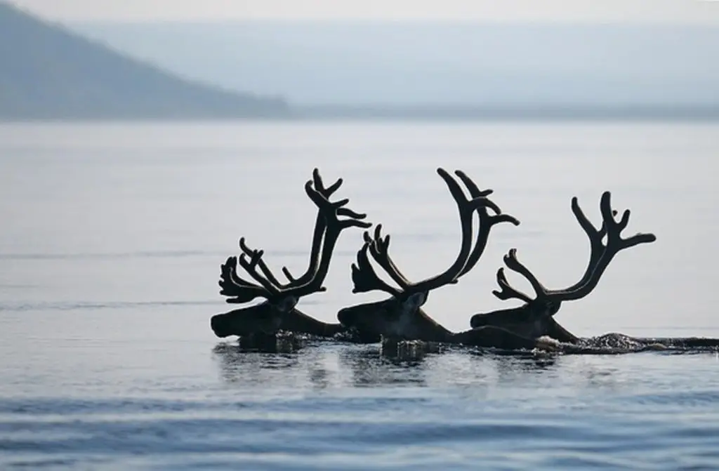 Deer swim across the river, Finland