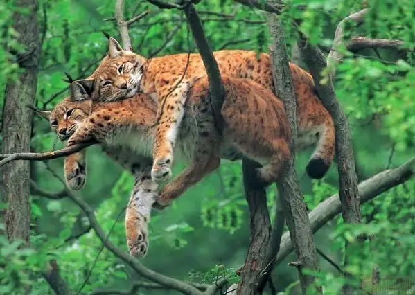 Wild cats in the jungle, Republic of the Congo