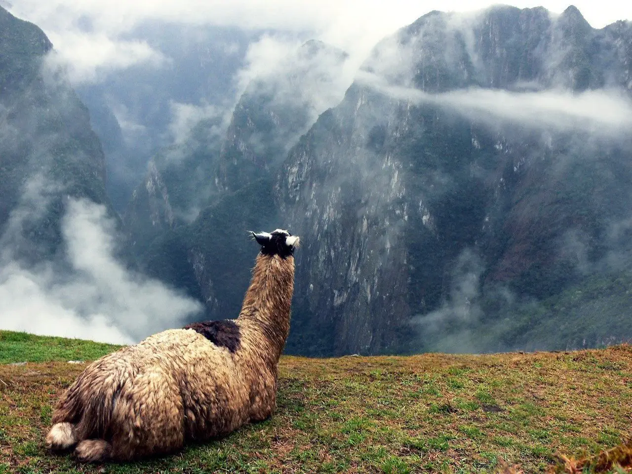 The resting lama, Machu Picchu