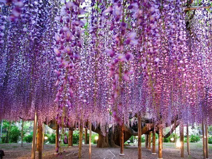 In the park of Tochigi (Japan) is the most beautiful tree in the world - wisteria