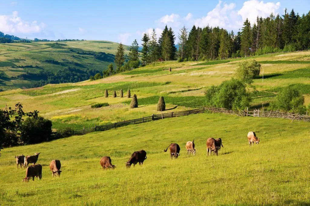 Pasture in Transcarpathia, Ukraine