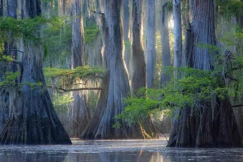 Cypress trees on Lake Caddo, Texas, USA