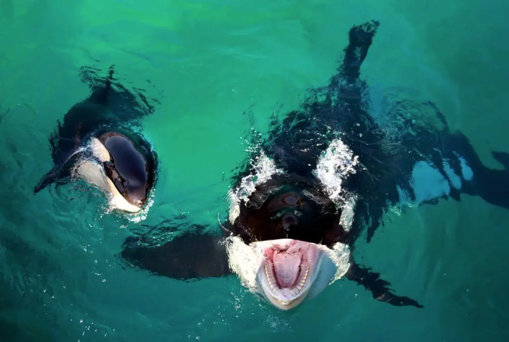 Killer whale with her cub in the water park of Antibes, France