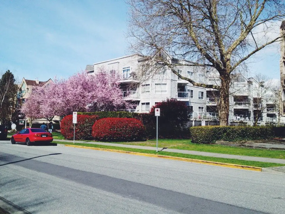 Cherry blossom in Richmond, Canada