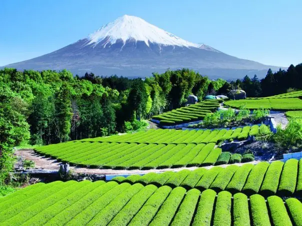 Tea plantations near Mount Fujiyama, Japan