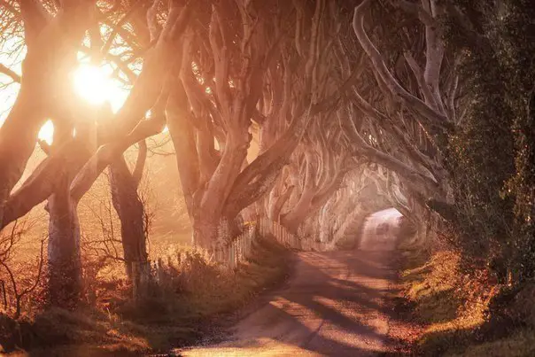 Wood Tunnel, Ireland
