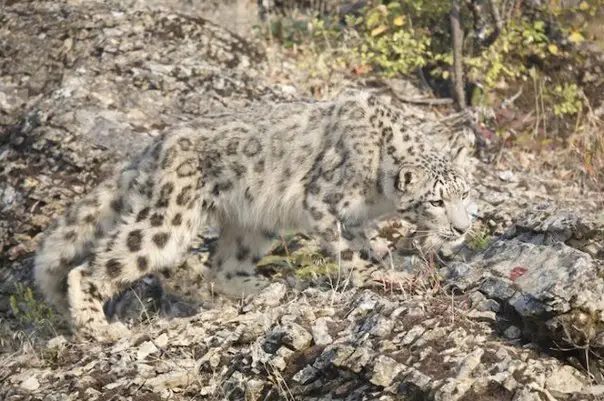 Not a bad camouflage