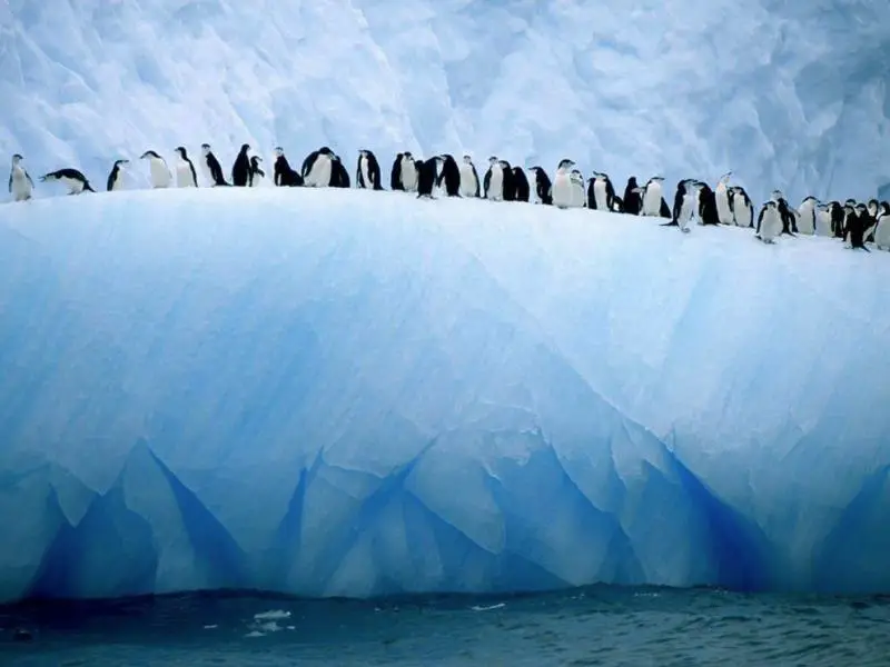 Penguins lined up on the edge of the iceberg, Antarctica