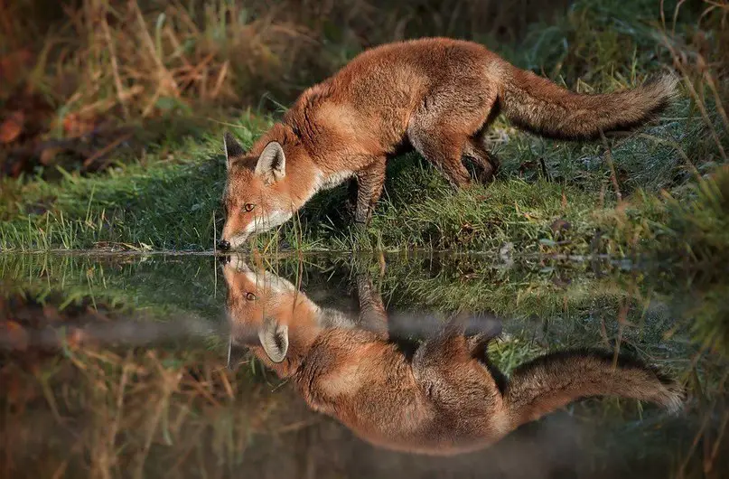 Fox near the river, Kamchatka, Russia